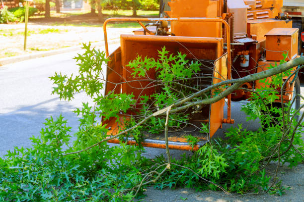 Best Hazardous Tree Removal  in , DC