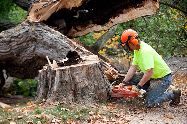 Best Tree and Shrub Care  in , DC